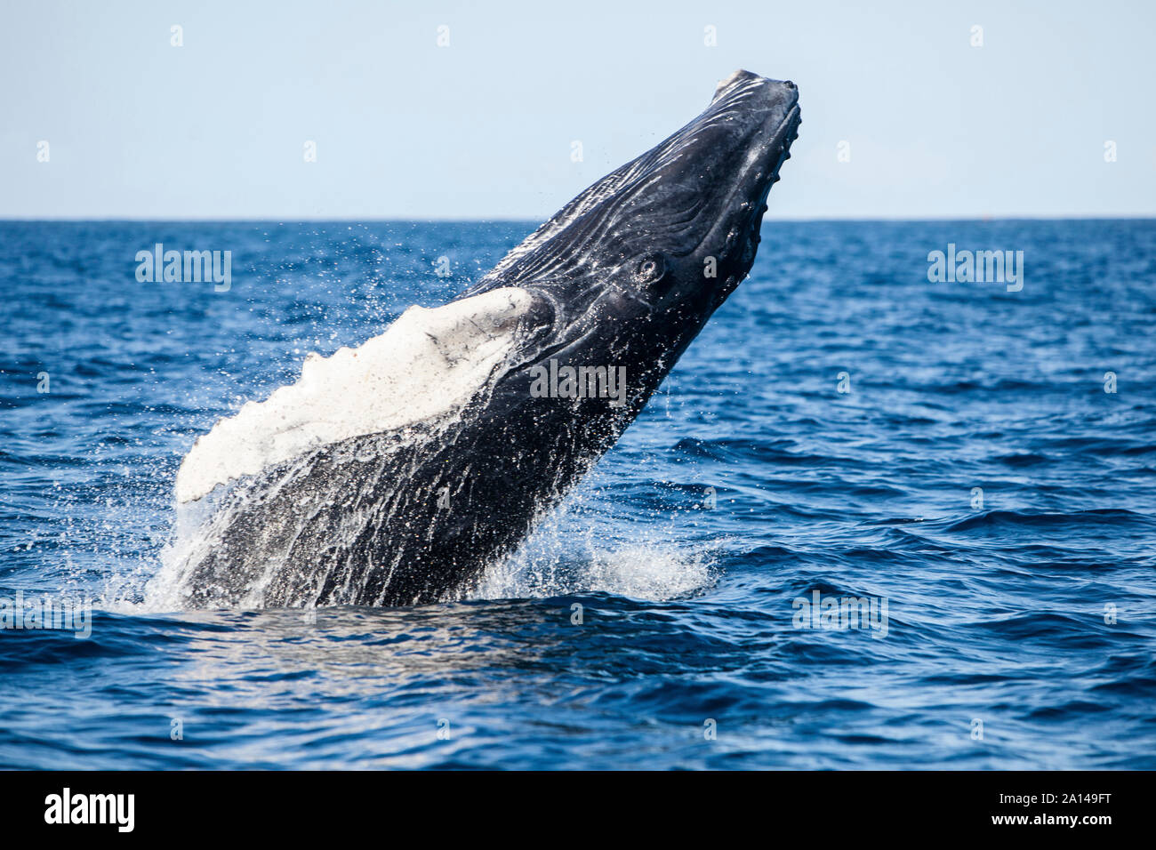 Une jeune baleine à bosse de violation des eaux bleues de la mer des Caraïbes. Banque D'Images Une jeune baleine à bosse de violation des eaux bleues de la mer des Caraïbes. Banque D'Images