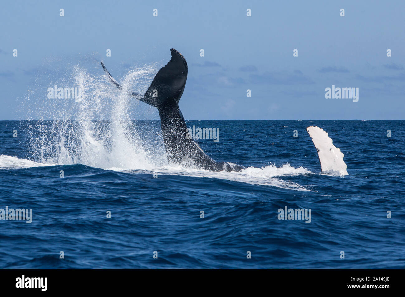 Une baleine à bosse soulève sa puissante queue comme il plonge dans la mer des Caraïbes. Banque D'Images Une baleine à bosse soulève sa puissante queue comme il plonge dans la mer des Caraïbes. Banque D'Images