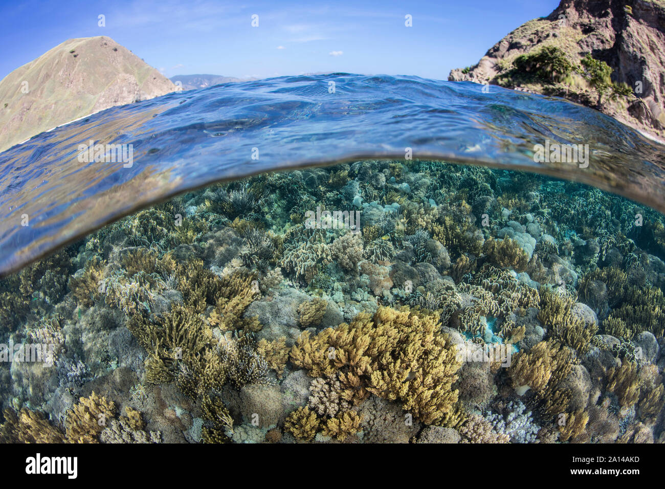 Un beau récif de corail se développe dans le Parc National de Komodo, en Indonésie. Banque D'Images