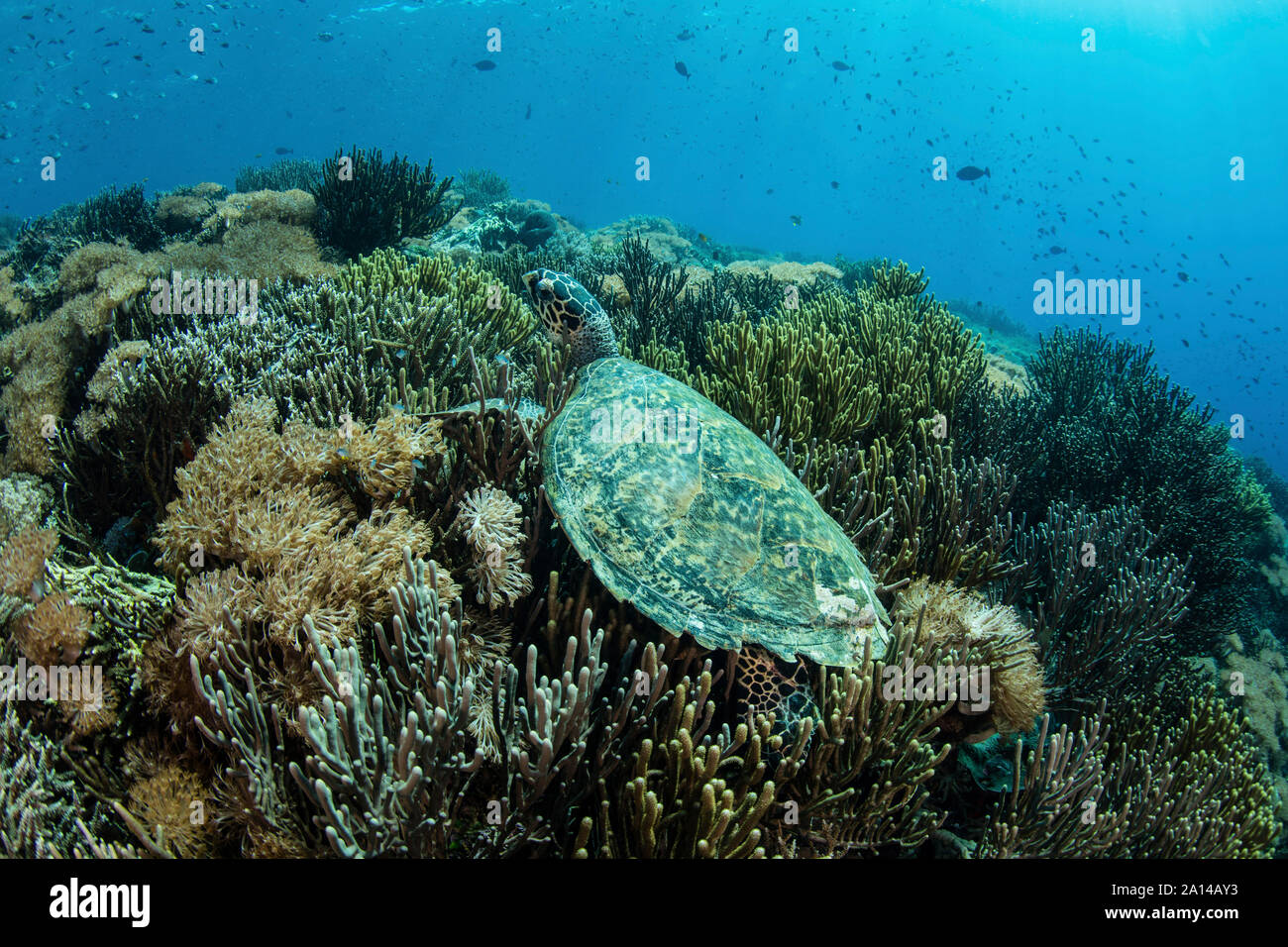 Une tortue imbriquée tortue de mer repose sur un récif dans le Parc National de Komodo, en Indonésie. Banque D'Images Une tortue imbriquée tortue de mer repose sur un récif dans le Parc National de Komodo, en Indonésie. Banque D'Images
