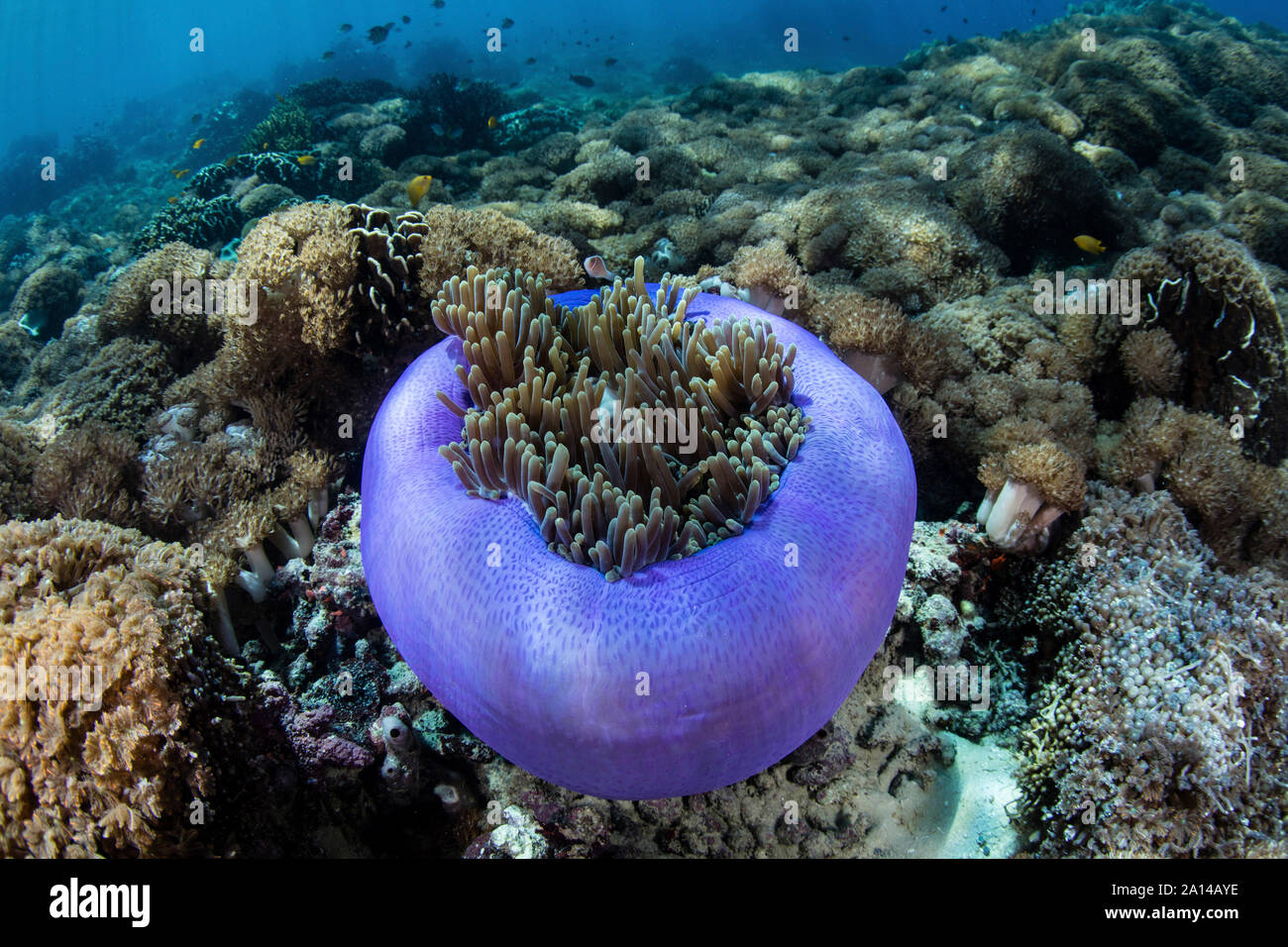 Une magnifique anémone de mer pousse sur un récif en Indonésie. Banque D'Images Une magnifique anémone de mer pousse sur un récif en Indonésie. Banque D'Images