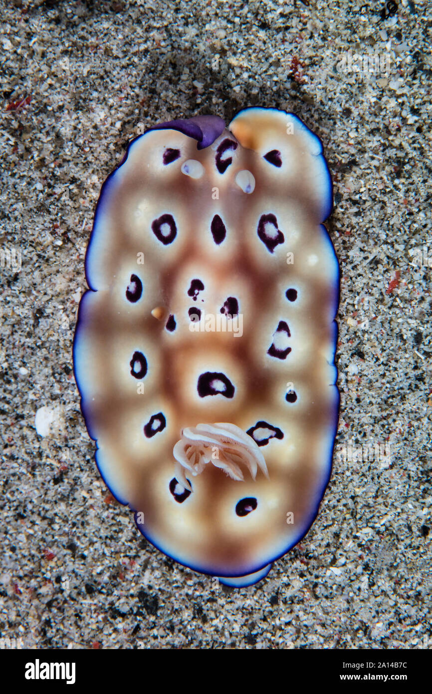 Un nudibranche coloré Hypselodoris tryoni rampe à travers une mer de sable de marbre. Banque D'Images