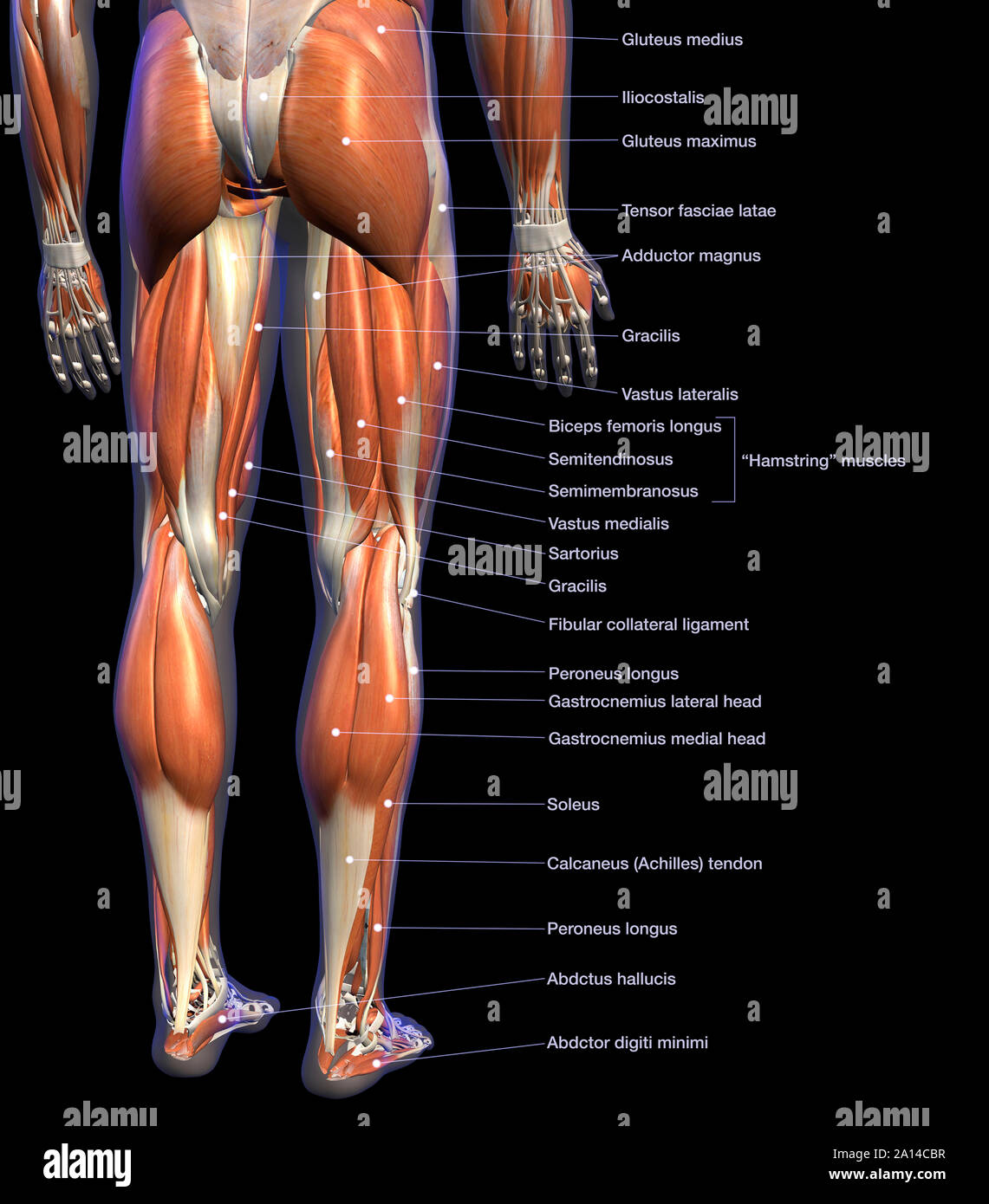 Anatomie de l'étiquette tableau masculin les muscles des jambes, sur fond noir. Banque D'Images