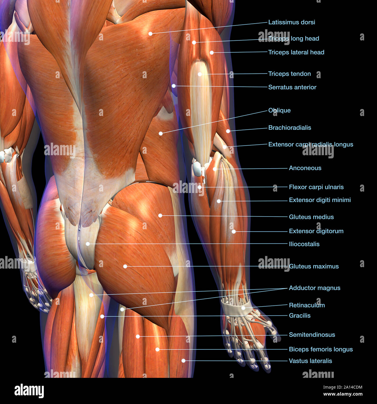 Anatomie de l'étiquette tableau masculin muscles du bas du dos, sur fond  noir Photo Stock - Alamy