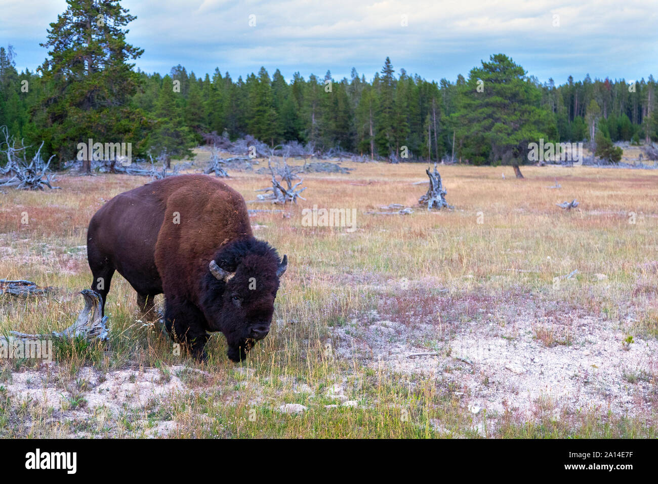 Bison d'Amérique dans le pâturage sauvage au parc national de Yellowstone dans le Wyoming, USA. Banque D'Images