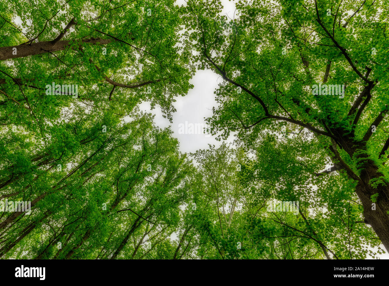 Jusqu'à dans les arbres dans la forêt avec ciel sans nuages au milieu Banque D'Images