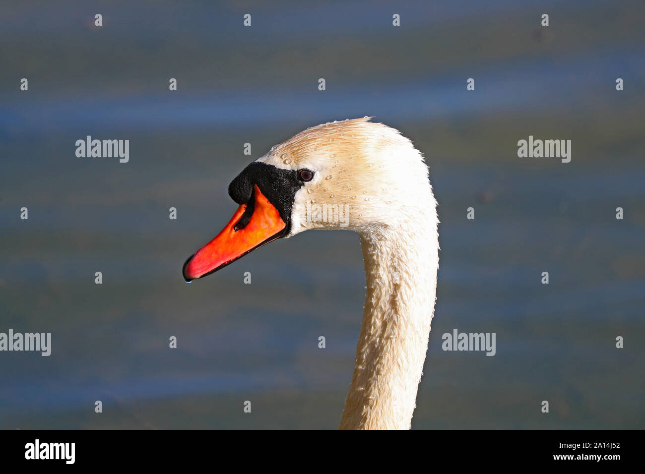 Cygne muet close up nom Latin Cygnus olor famille des anatidés nageant dans un étang dans les parcs universitaires à Oxford en Angleterre au printemps Banque D'Images