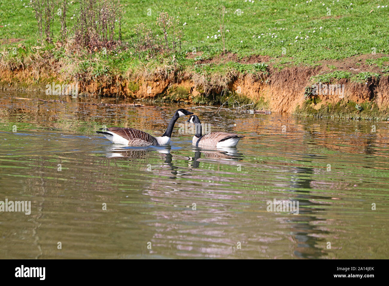 Couple de bernaches du Canada ou d'oie Amérique Branta canadensis famille des anatidés nageant dans un étang dans les parcs universitaires à Oxford UK au printemps Banque D'Images