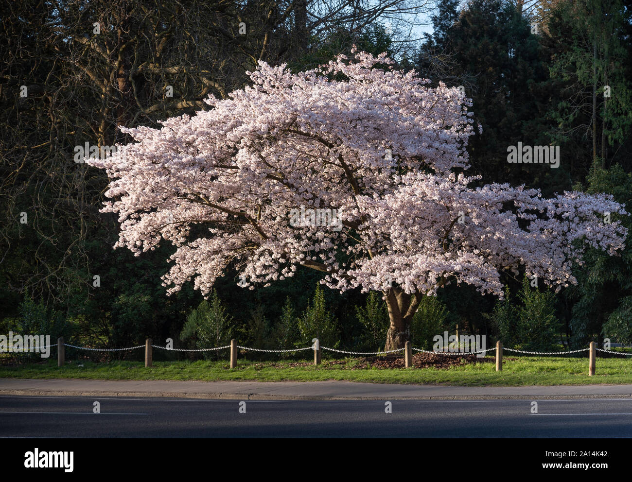 Yoshino cherry blossom à Hagley Park Christchuch Nouvelle-zélande Banque D'Images