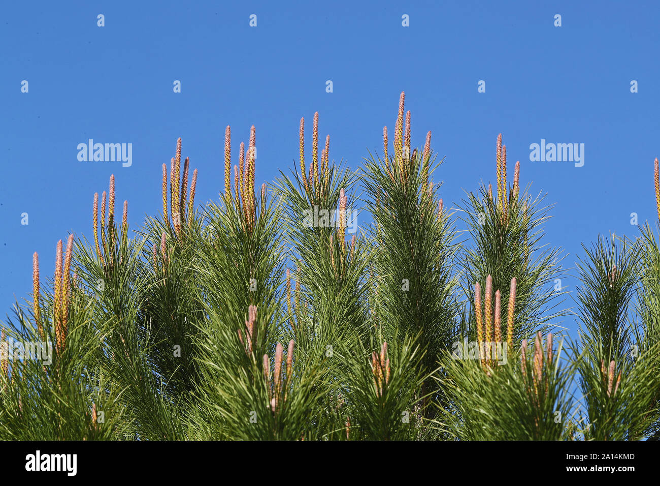 Pousses de pins méditerranéens ou des bougies montrant les fleurs mâles et femelles Amérique Pinus pinea également appelé parapluie, parasol ou en pin Italien Banque D'Images