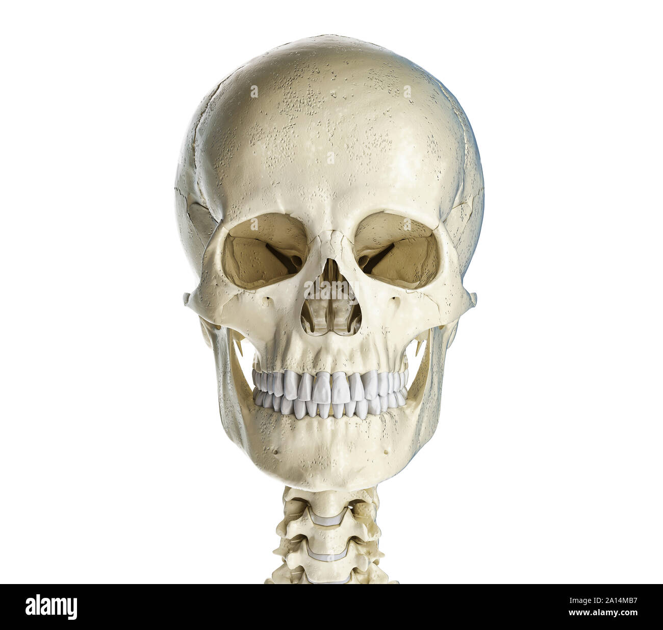 Crâne humain vu de face, sur fond blanc. Banque D'Images