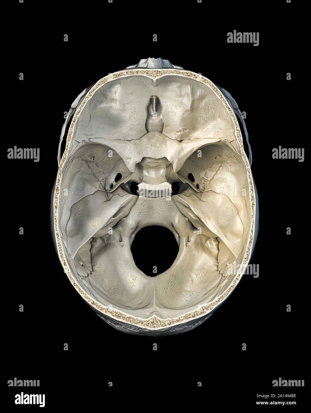 Crâne humain de section transversale, vue du dessus sur fond noir. Banque D'Images