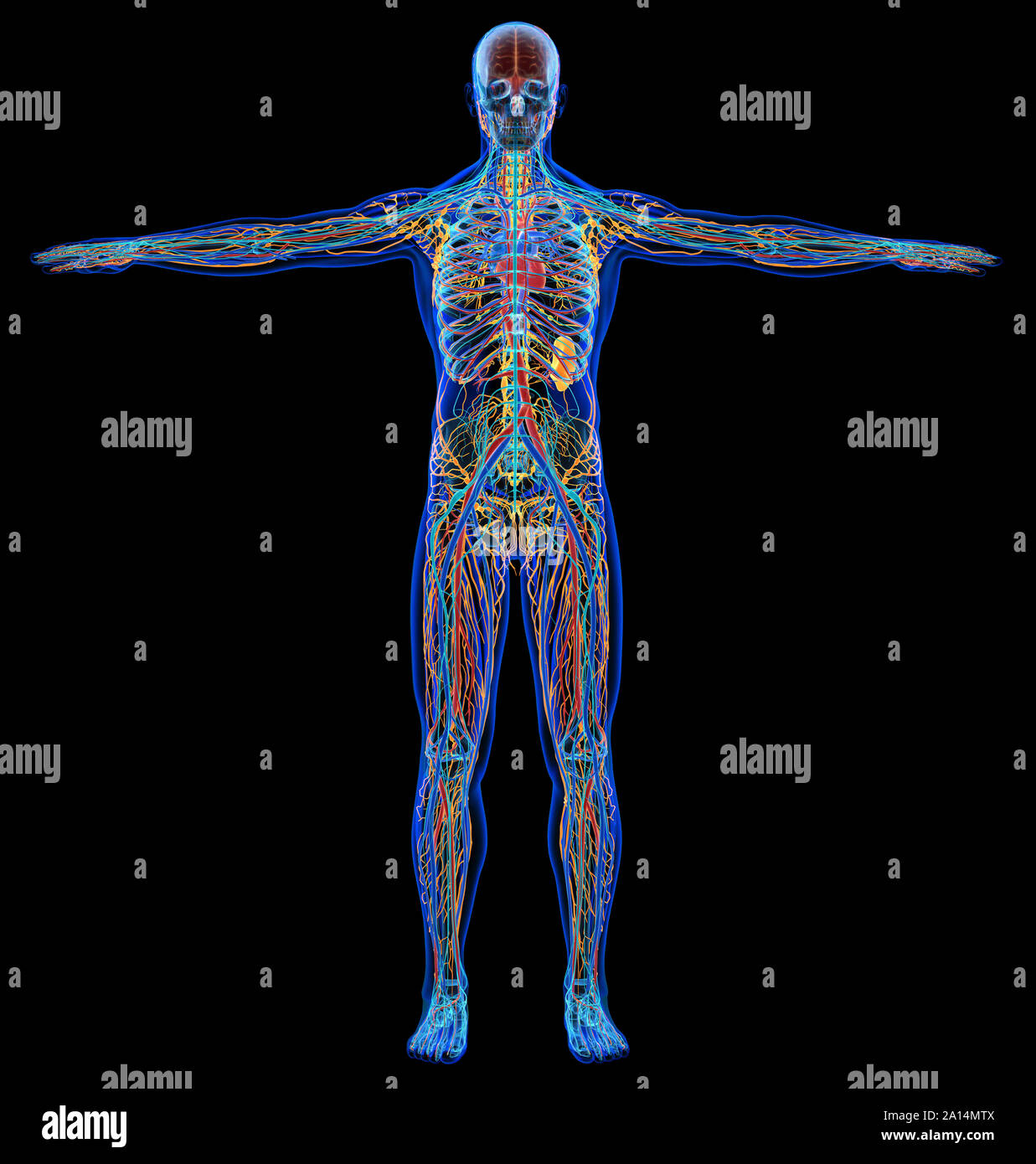 X-ray effet de l'homme, nerveux, cardiovasculaire et lymphatique systèmes squelettique. Banque D'Images