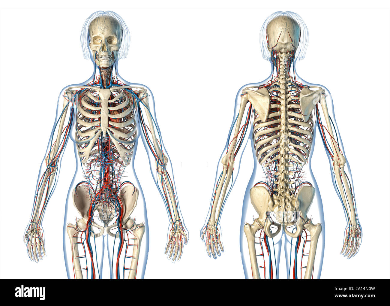 Anatomie féminine du système cardiovasculaire avec squelette, vues avant et arrière. Banque D'Images