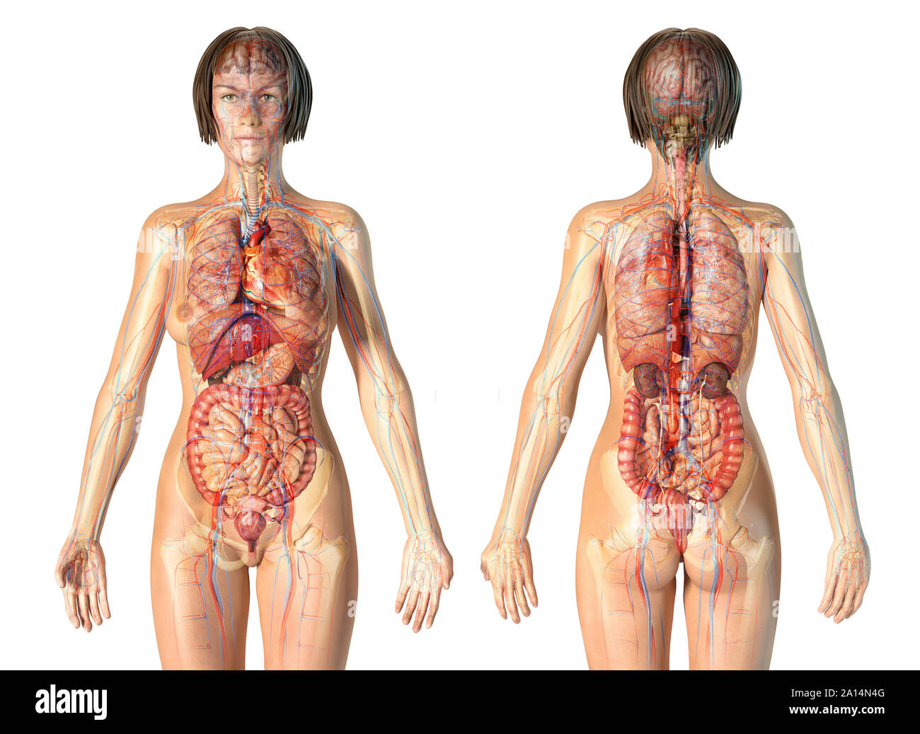 Ghost effet de l'anatomie féminine du système cardiovasculaire avec le squelette et les organes internes. Banque D'Images