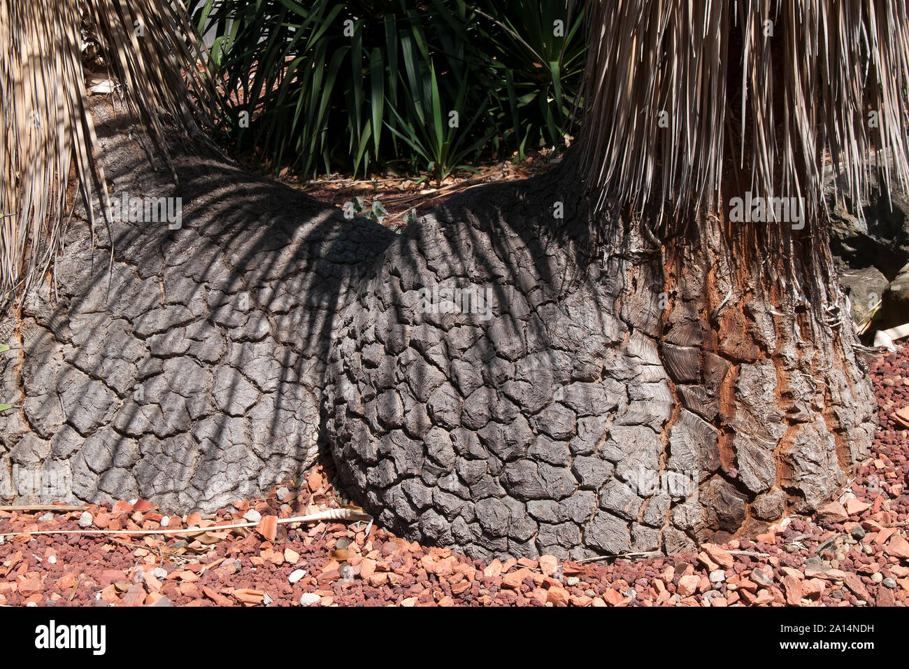 Sydney, Australie, base bulbeuse de deux arbres beaucarnea Banque D'Images