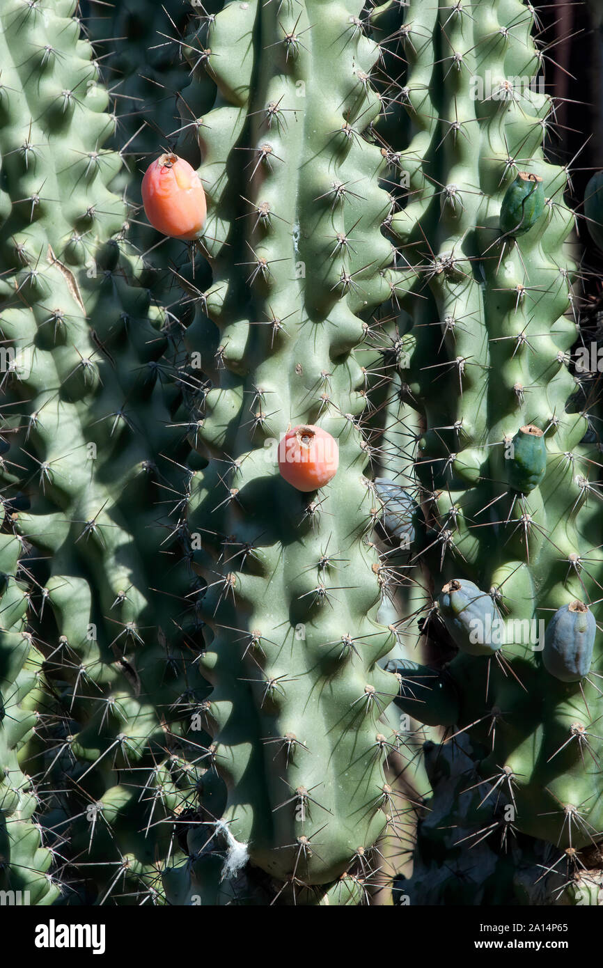 Sydney, Australie, l'orange des fruits sur un cactus cereus repandus comme Banque D'Images