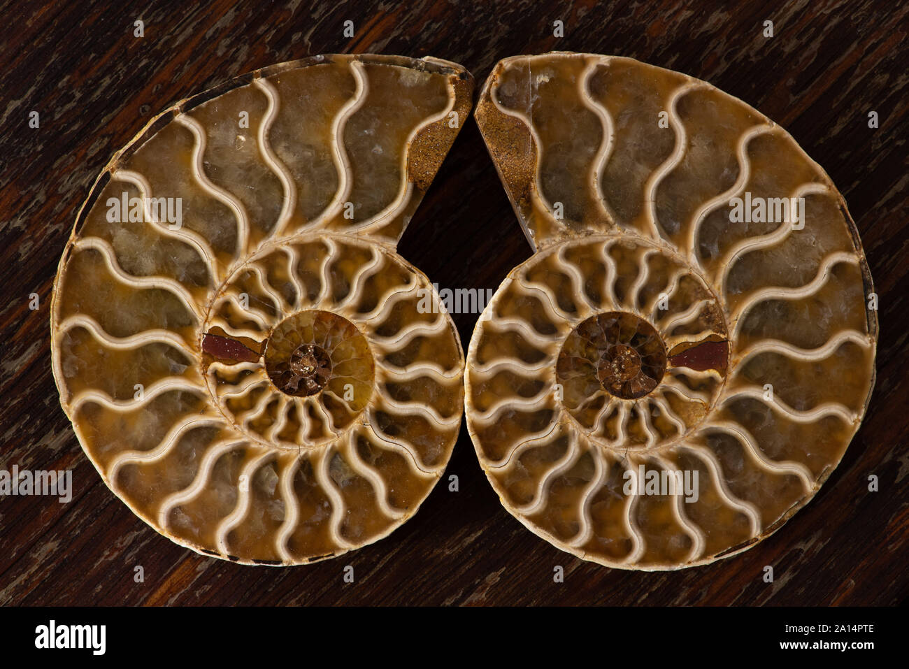 Ammonites ancienne, aussi appelée ammonoidea ammonoïdes, ou sont une forme de mollusque marin étroitement liée à celoids modernes, tels que le calmar Banque D'Images