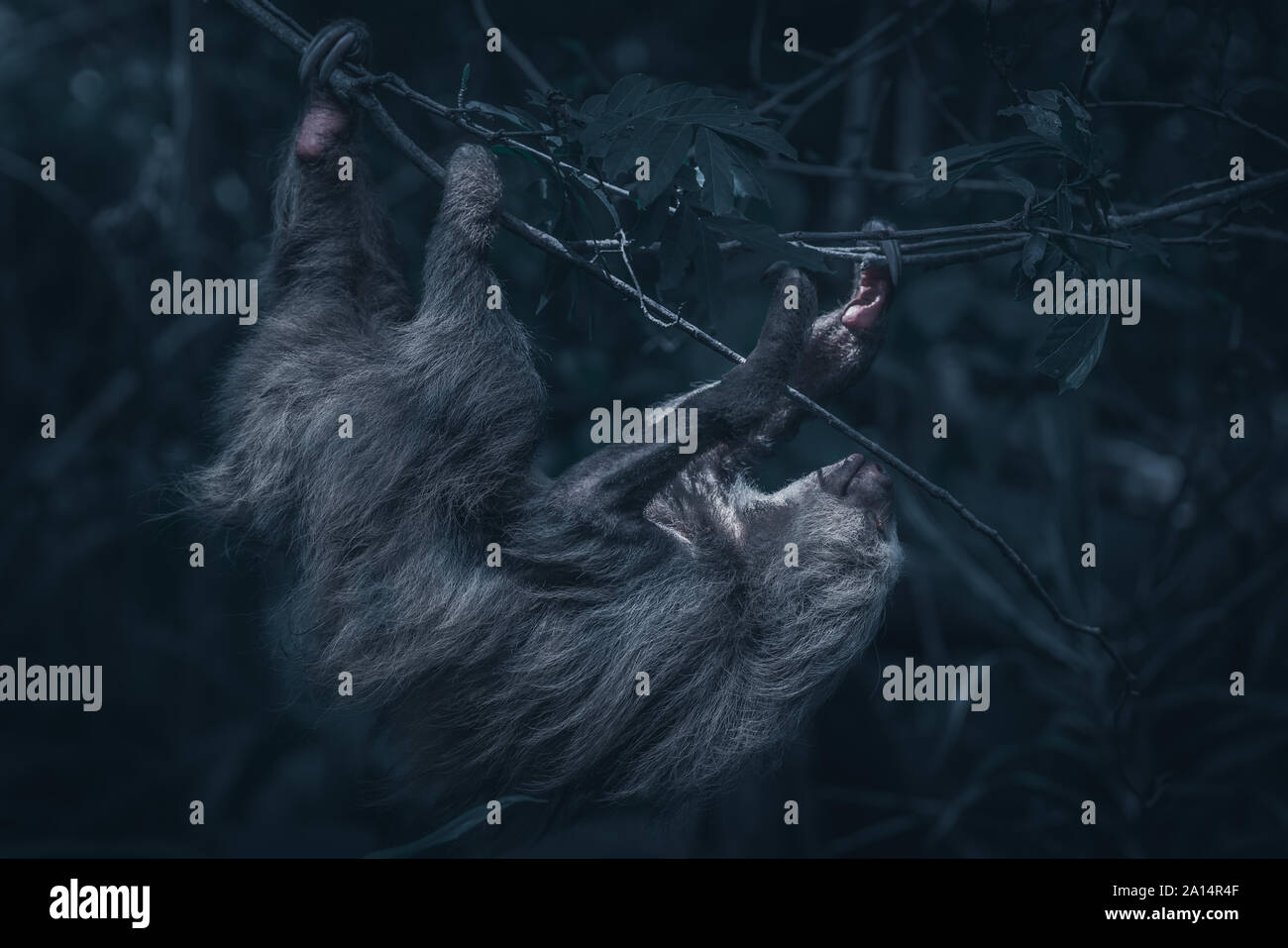 Two-Toed Sloth (Choloepus hoffmanni) escalade dans une forêt tropicale du Costa Rica. Isolé sur un fond sombre jungle Banque D'Images