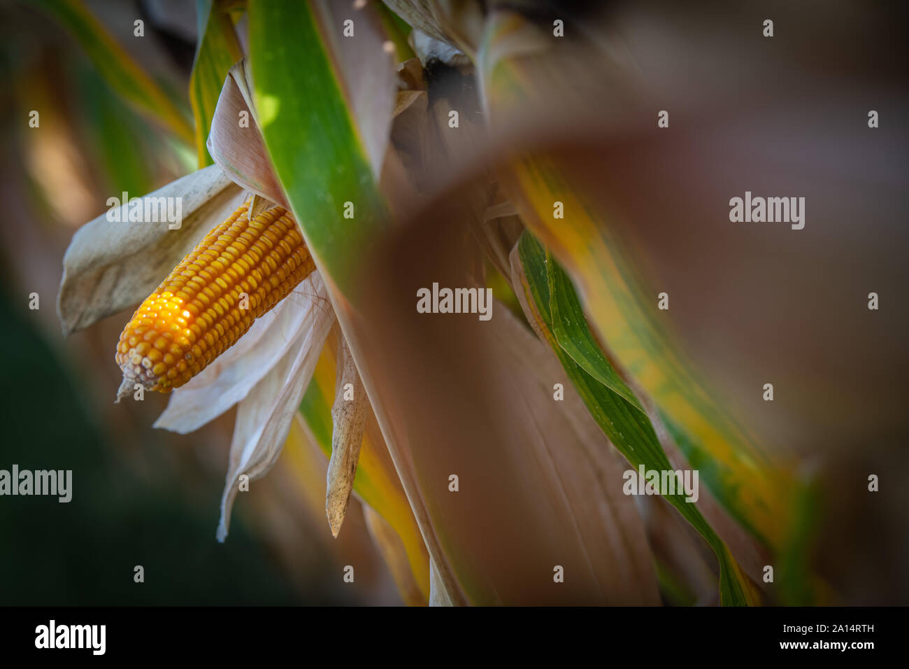 Épis de maïs avec des feuilles vertes la croissance de l'agriculture en plein air sur le terrain Banque D'Images