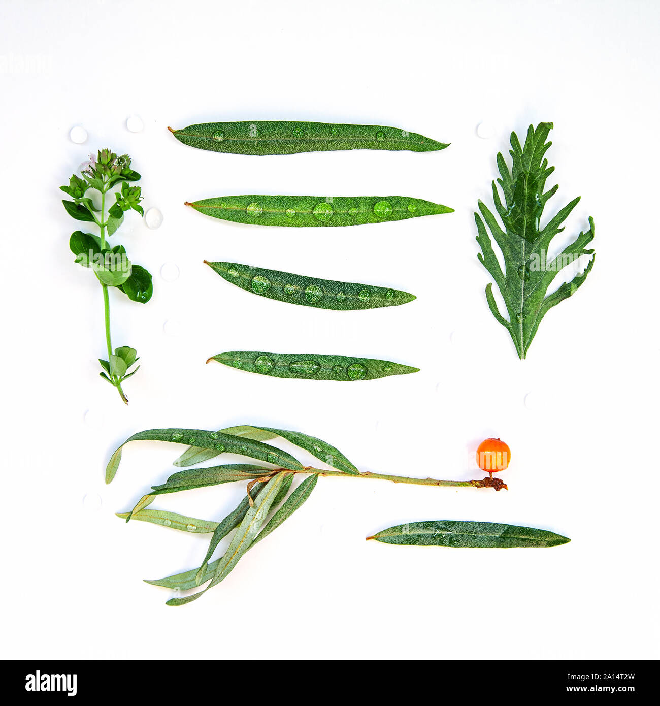 La vie encore Flatlay Herbes thé sur fond blanc Banque D'Images