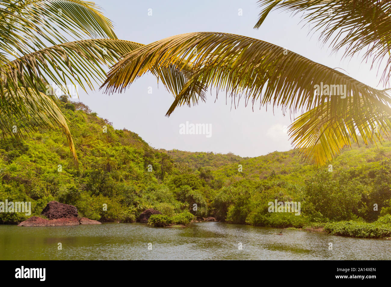 Coin vert pittoresque de la nature, les feuilles d'un palmier accrocher vers le bas sur le lac entouré de la jungle verte. Billet d'été modèle. Banque D'Images