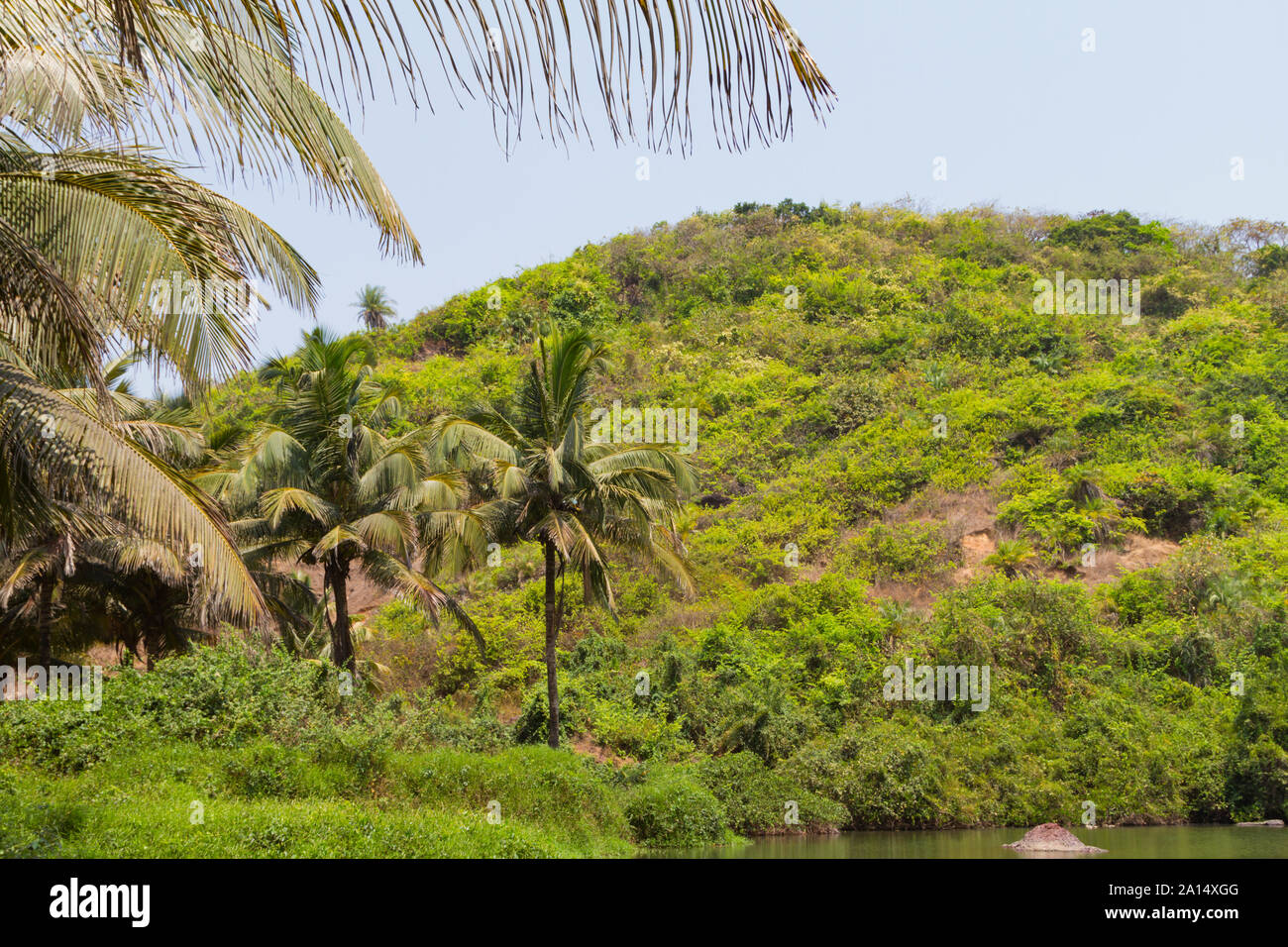 Coin vert pittoresque de la nature, les feuilles d'un palmier accrocher vers le bas sur le lac entouré de la jungle verte. Concept voyages d'été. Banque D'Images
