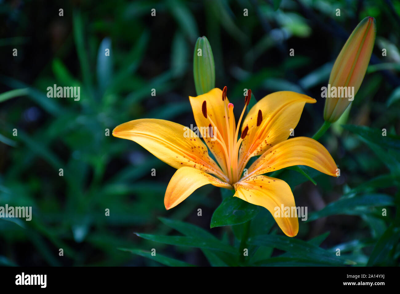 Lily asiatiques en été dans le Nouveau Mexique au jardin botanique Banque D'Images