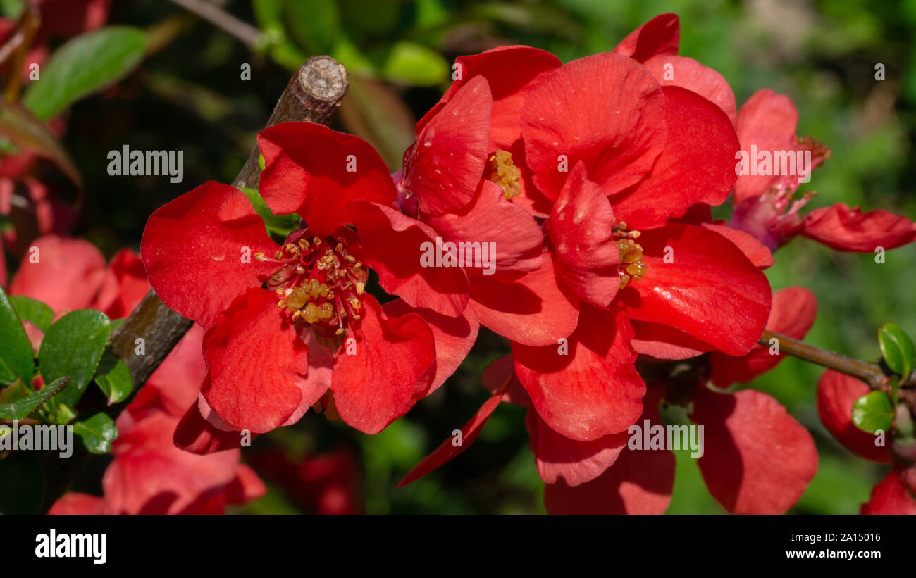 Fleurs de pommier japonais rouge Banque D'Images