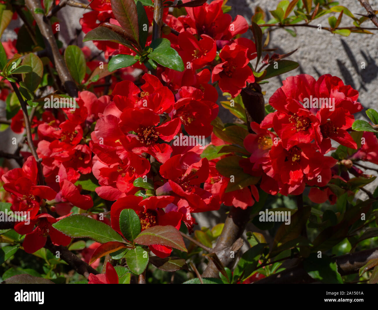Fleurs de pommier japonais rouge Banque D'Images