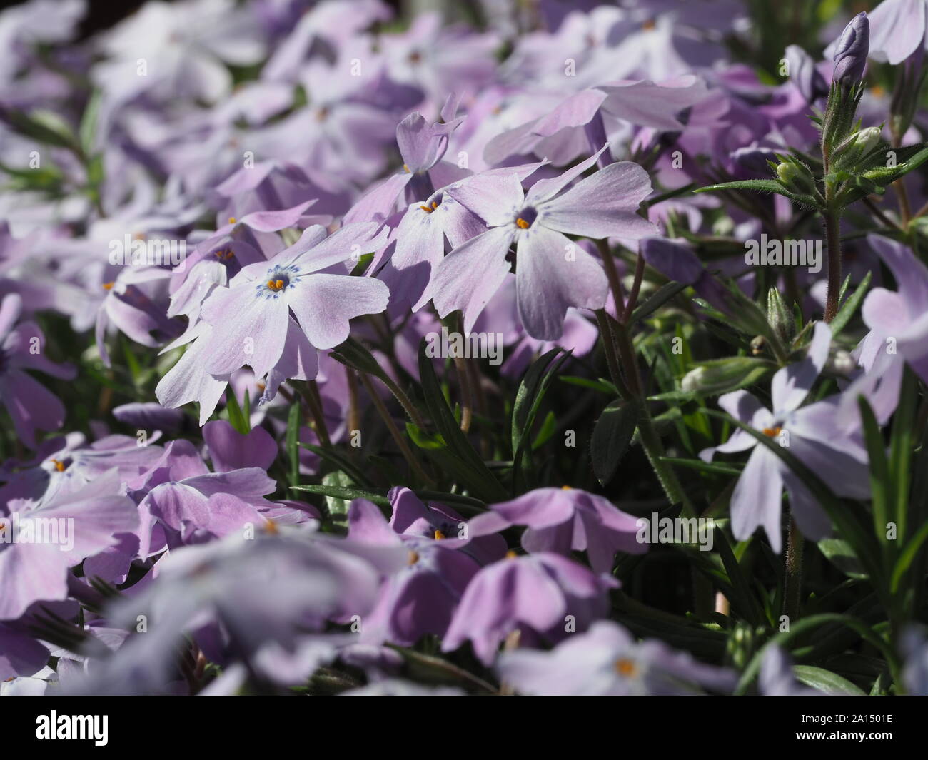 Moss phlox violet full frame Banque D'Images
