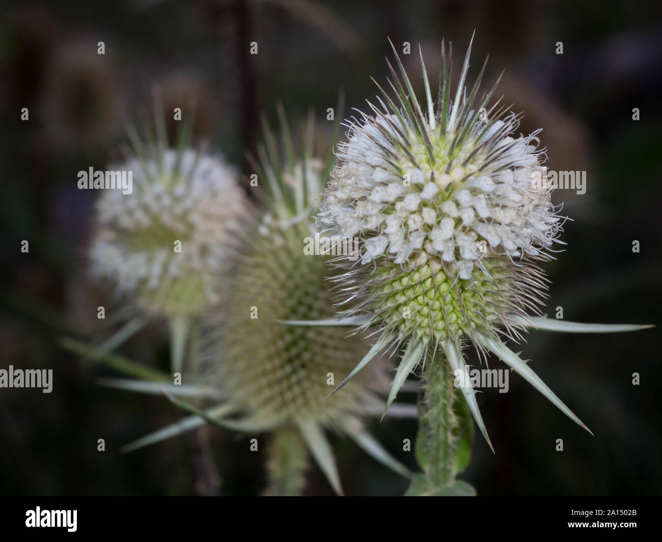 Chardon sauvage white close up Banque D'Images
