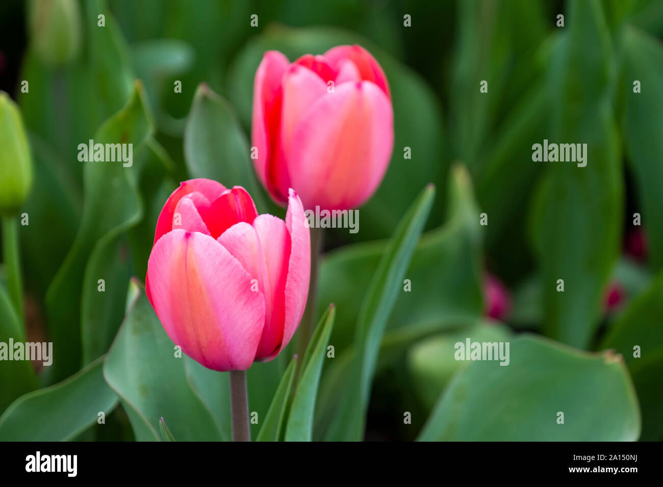 Les visiteurs d'admirer la masse de tulipes colorées à la Floriade 2019 show, Canberra, ACT, Australie. Banque D'Images