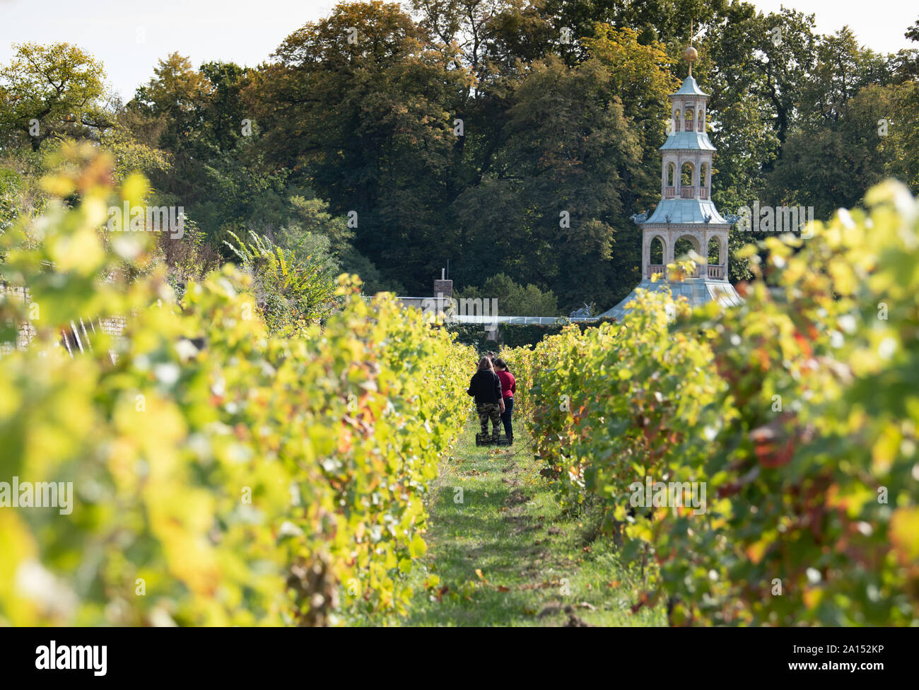 L'Allemagne. Sep 23, 2019. Sur le stand aides vignoble royal entre la. Vignes du mal de 'Régent'. Le Winzerberg appartient à la Stiftung Preußische Schlösser und Gärten Berlin-Brandenburg (Palais et jardins prussiens de Berlin-brandebourg Fondation), est maintenue par un sponsoring association et a fait partie du patrimoine mondial culturel de Potsdam depuis 1990. Credit : Soeren Stache/dpa-Zentralbild/dpa/Alamy Live News Banque D'Images