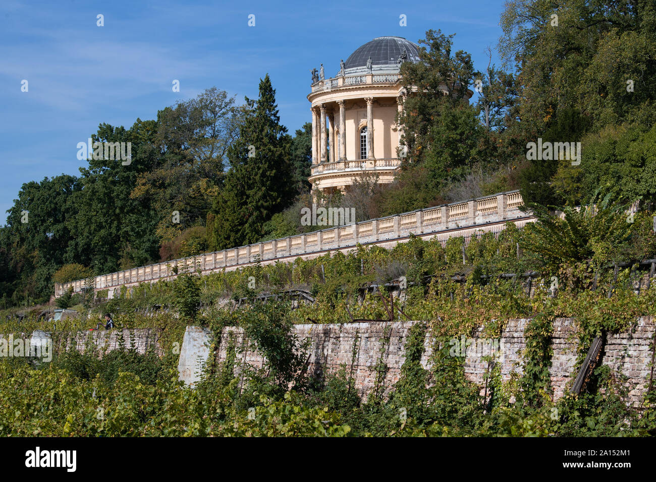 L'Allemagne. Sep 23, 2019. Position sur la vigne vigne royale sous le belvédère. Le Winzerberg appartient à la Stiftung Preußische Schlösser und Gärten Berlin-Brandenburg (Palais et jardins prussiens de Berlin-brandebourg Fondation), est maintenue par un sponsoring association et a fait partie du patrimoine mondial culturel de Potsdam depuis 1990. Credit : Soeren Stache/dpa-Zentralbild/dpa/Alamy Live News Banque D'Images