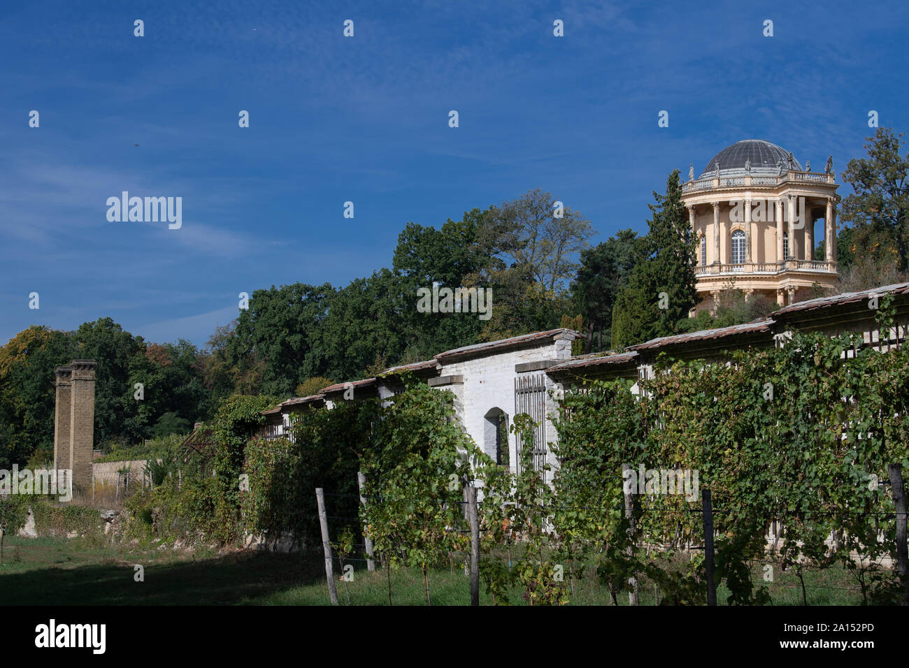 23 septembre 2019, le Brandebourg : vignes debout sur la vigne royale sous le belvédère. Le Winzerberg appartient à la Stiftung Preußische Schlösser und Gärten Berlin-Brandenburg (Palais et jardins prussiens de Berlin-brandebourg Fondation), est maintenue par un sponsoring association et a fait partie du patrimoine mondial culturel de Potsdam depuis 1990. Photo : Soeren Stache/dpa-Zentralbild/dpa Banque D'Images