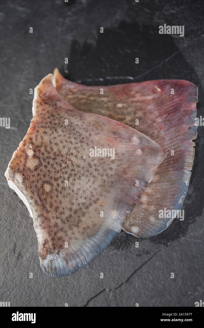 Matières, non cuites et non dépouillés des ailes d'un Thornback ray ray, Raja clavata. Background Dark slate. Dorset England UK GB. Banque D'Images
