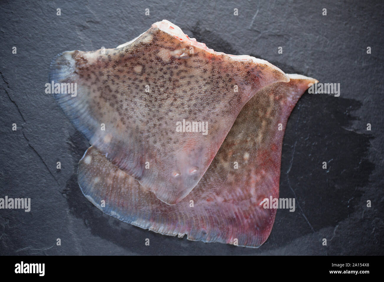 Matières, non cuites et non dépouillés des ailes d'un Thornback ray ray, Raja clavata. Background Dark slate. Dorset England UK GB. Banque D'Images