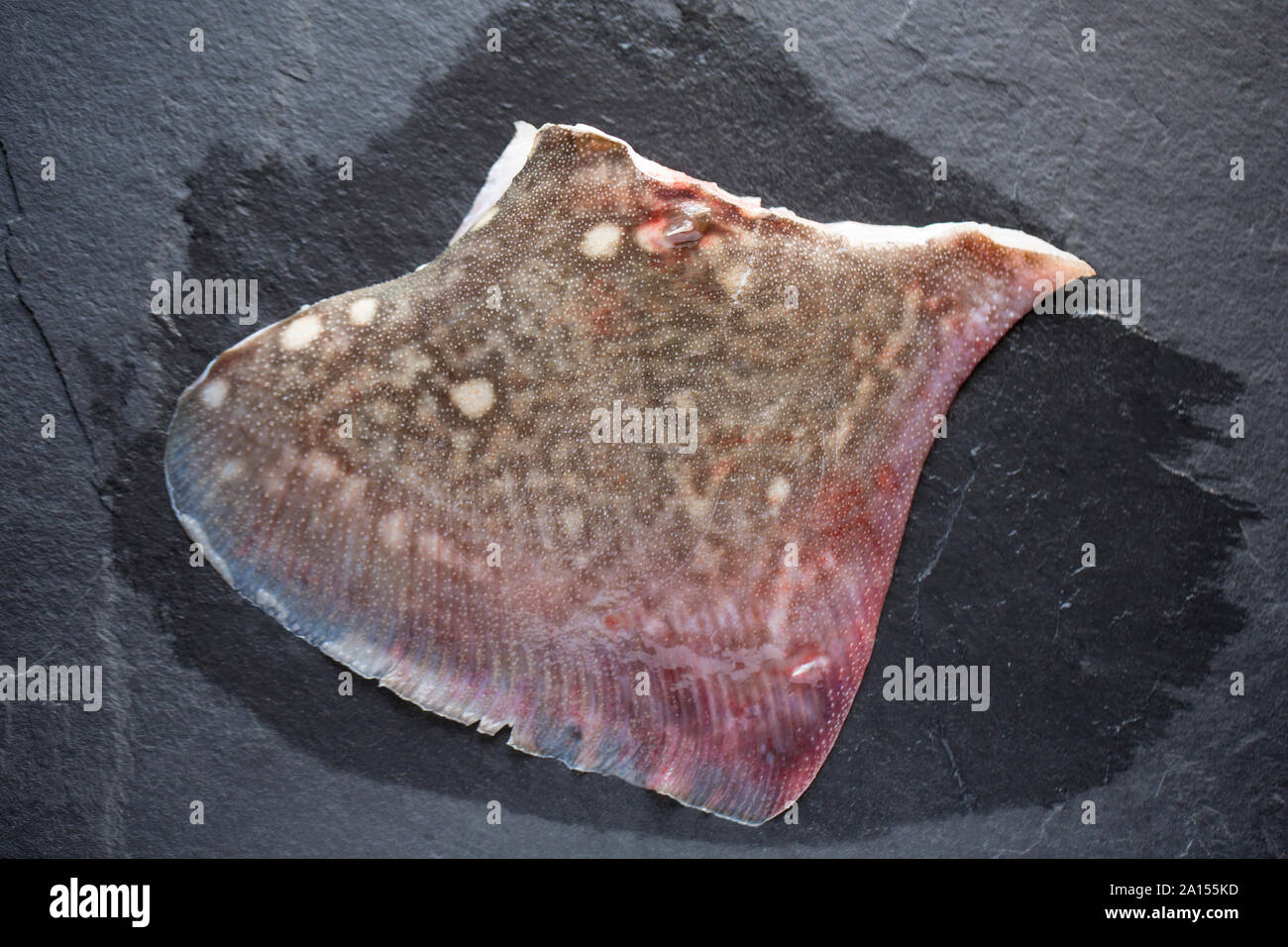 Une matière brute, non cuites et non dépouillés d'aile d'un Thornback ray ray, Raja clavata. Background Dark slate. Dorset England UK GB. Banque D'Images