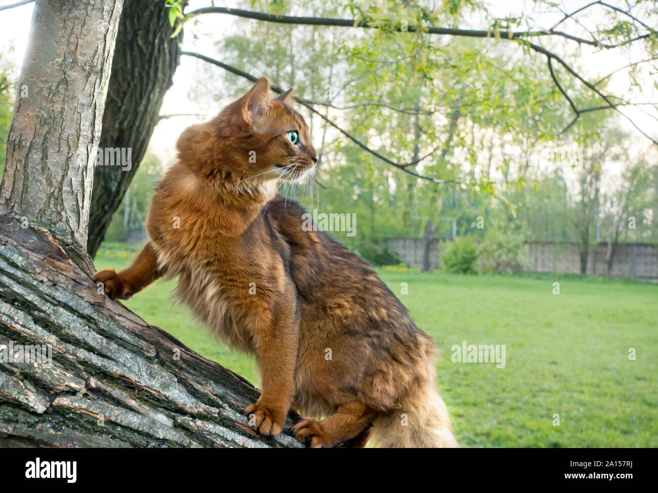 Fluffy Chat Roux Aux Yeux Verts Race Somali Sur Un Tronc D Arbre Dans Un Parc Photo Stock Alamy Fluffy Chat Roux Aux Yeux Verts Race Somali Sur Un Tronc D Arbre Dans Un Parc Photo Stock Alamy