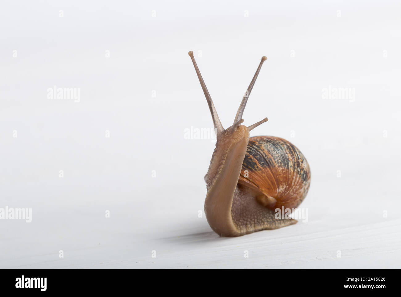 Escargot Escargot sur un fond blanc Banque D'Images