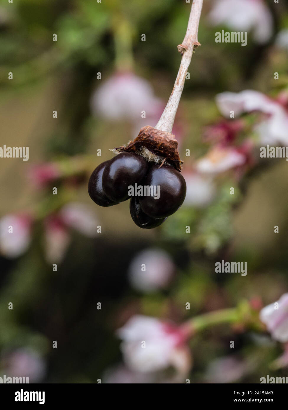 Un gros plan du fruit noir de Rhodotypos scandens Banque D'Images
