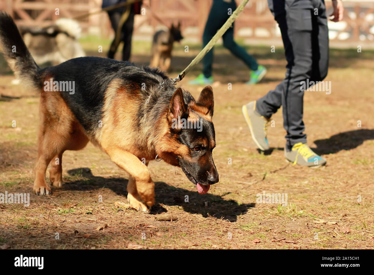 Pour une classe de formation K9 berger allemand chien détective. La formation et la recherche d'odeur d'une piste Banque D'Images
