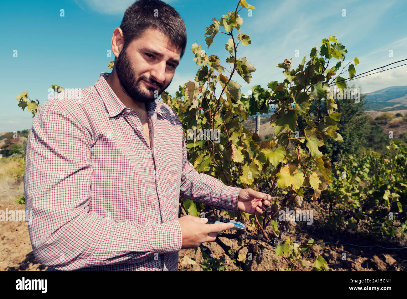 Ingénieur de 40 ans mesurant avec réfractomètre dans un vignoble. Selective focus Banque D'Images