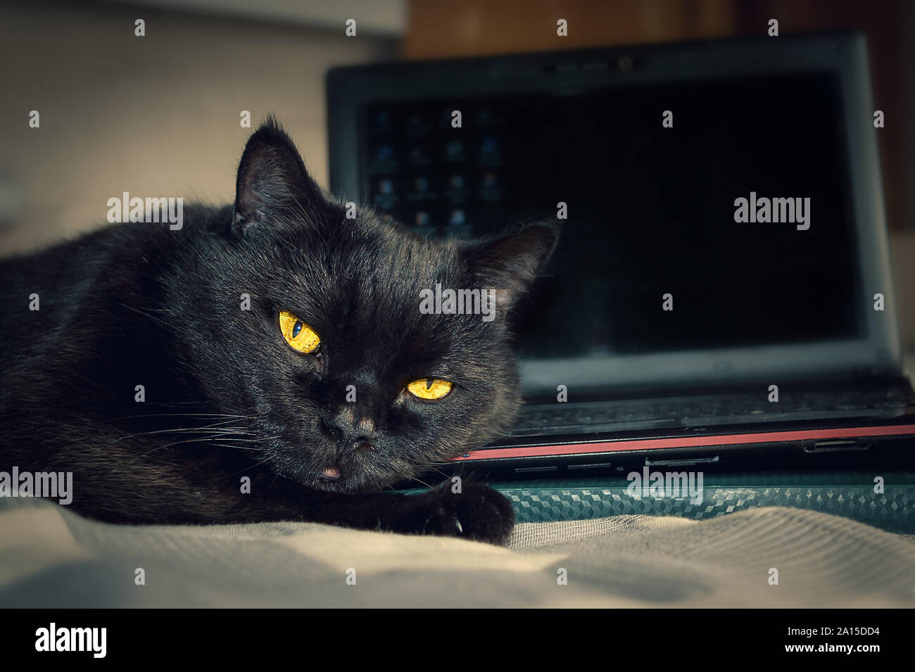 Un Chat Noir Yeux Jaunes A La Recherche Dans L Appareil Photo Allonge Sur Un Clavier D Ordinateur Portable A La Maison Affichage Avec Icones Floue Sur Ecran Noir La Protection Des Donnees Cy