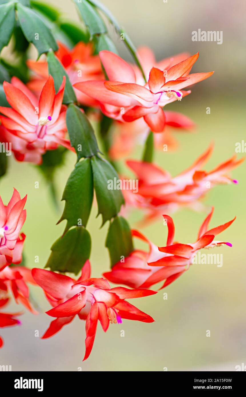 Plante en fleurs de cactus de Noël Schlumbergera. Libre. Banque D'Images