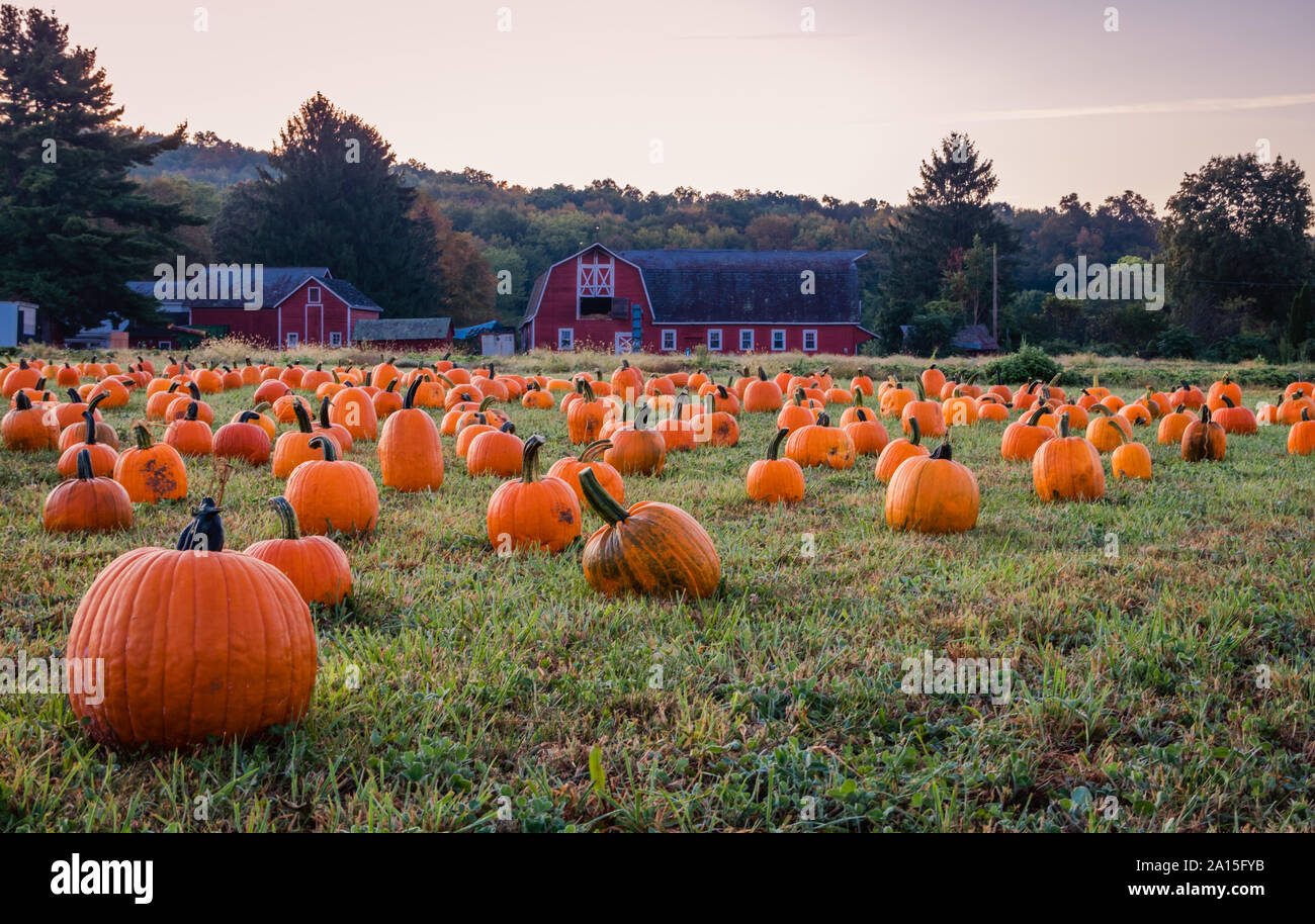 Pumpkins placé pour choisir près de grange rouge au début de la rosée du matin l'herbe, Sparte, NJ. Automne activités. Banque D'Images