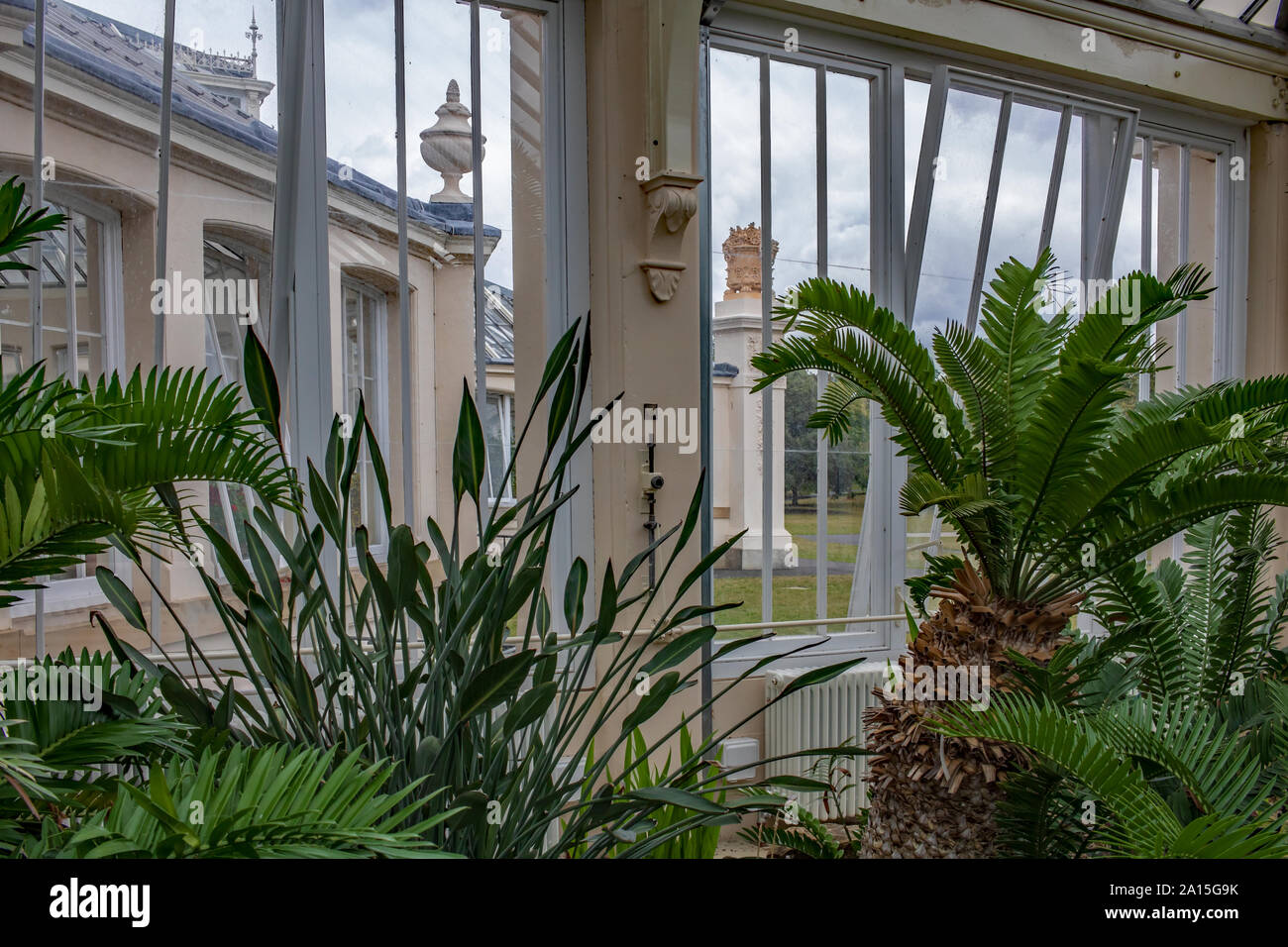 Palmiers et autres plantes qui poussent à l'intérieur de l'Europe, maison, une serre victorienne à Kew Gardens, Richmond, London, England, UK Banque D'Images