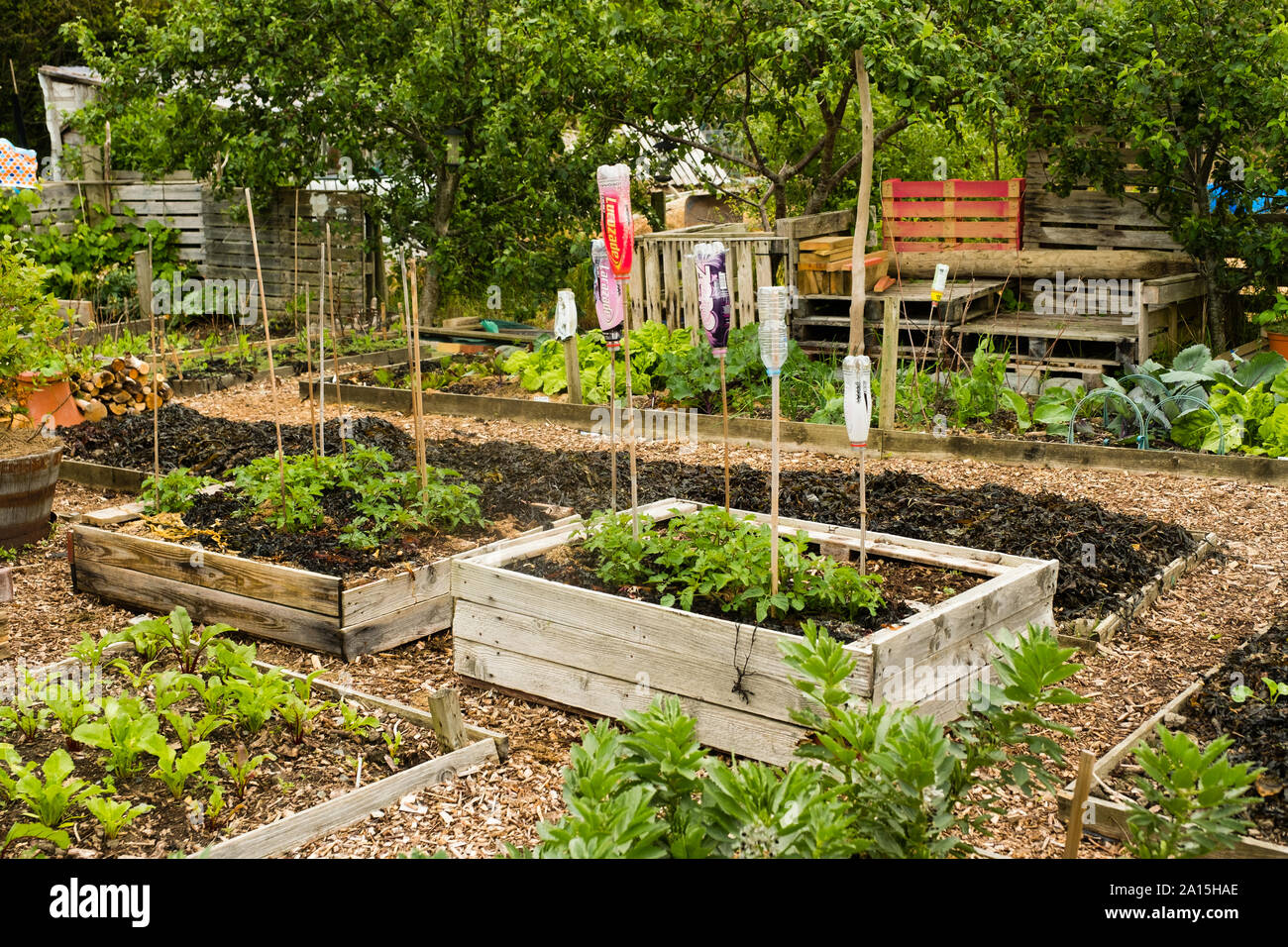 Jardinage allotissement au Royaume-Uni - les légumes poussant dans des lits surélevés Banque D'Images