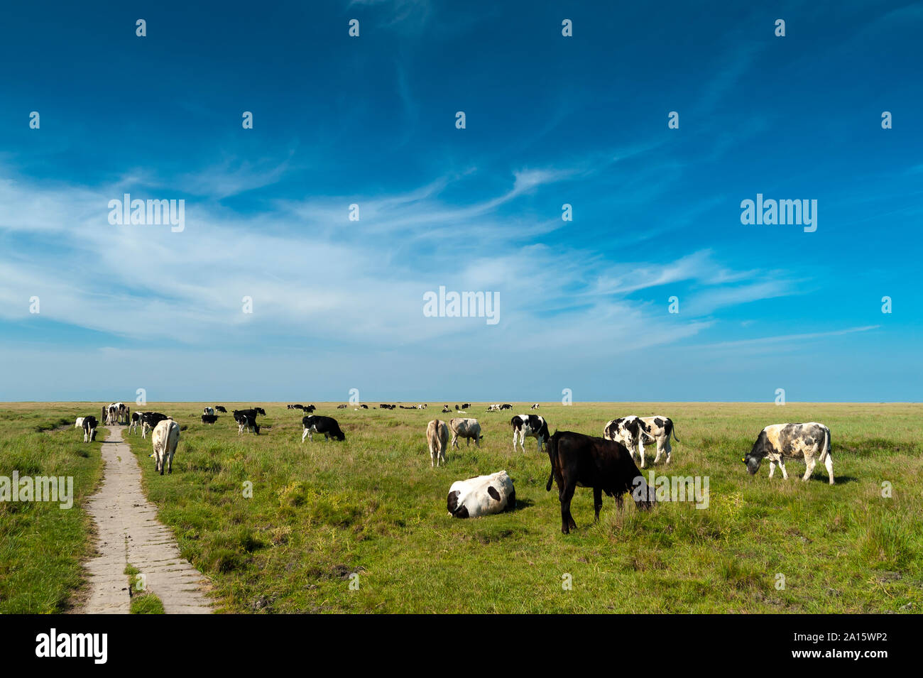 Allemagne, Schleswig-Holstein, Sankt Peter-Ording, vue à partir de la digue pour salt marsh avec troupeau de vaches Banque D'Images